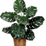Swiss Cheese Plant