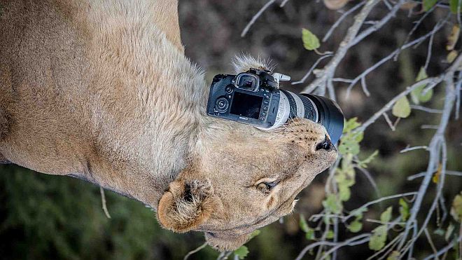 Lioness thinks dropped camera is a cat toy