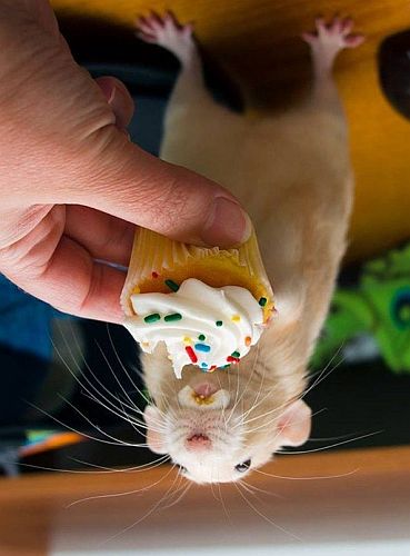  Would a rodent fond of cupcakes be a dessert rat?
