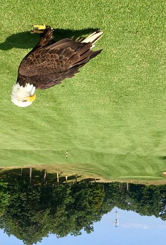 An eagle on a golf course