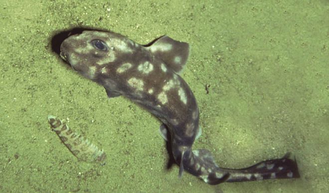 The Galapagos Deep-Sea Cat Shark