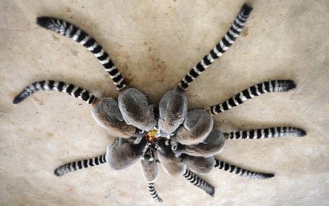 Nine "legs" indicate that this is a group of lemurs sharing a meal and not a giant spider