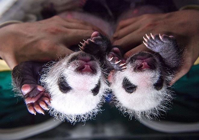 These baby pandas are fairly 9a